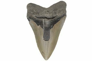 Fossil Megalodon Tooth - North Carolina #219358