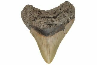 Serrated, Fossil Megalodon Tooth - North Carolina #219368
