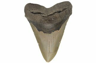 Fossil Megalodon Tooth - North Carolina #219369