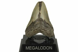 Fossil Megalodon Tooth - North Carolina #219500