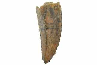 Serrated, Raptor Tooth - Real Dinosaur Tooth #219598