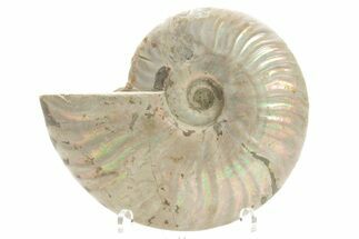 Silver Iridescent Ammonite (Cleoniceras) Fossil - Madagascar #219561