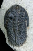 Inch Hollardops Trilobite #2262