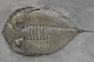Dalmanites Trilobite Fossil - New York #219919