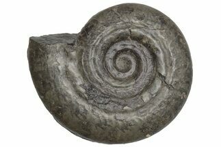 Jurassic Fossil Ammonite (Hildoceras) - United Kingdom #219987