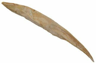 Fossil Shark (Hybodus) Dorsal Spine - Kem Kem Beds, Morocco #220000