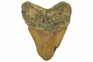 Bargain, Fossil Megalodon Tooth - North Carolina #219932