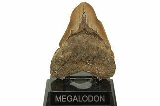 Bargain, Fossil Megalodon Tooth - North Carolina #219932