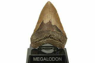 Fossil Megalodon Tooth - North Carolina #219938