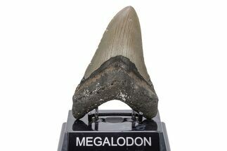 Serrated, Fossil Megalodon Tooth - North Carolina #219968