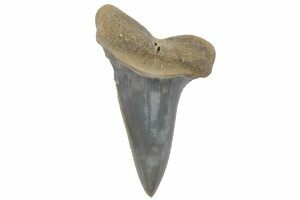 2.4 Serrated, Fossil Great White Shark Tooth - South Carolina