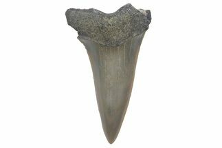 Fossil Mako Tooth - Lee Creek (Aurora), NC #220060