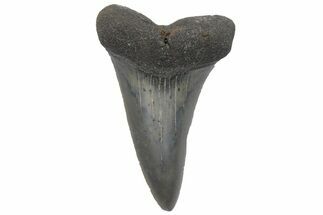 Fossil Mako Tooth - Lee Creek (Aurora), NC #220061