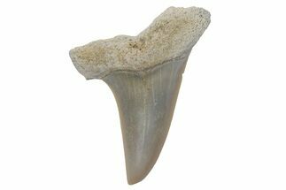 Fossil Mako Tooth - Lee Creek (Aurora), NC #220074