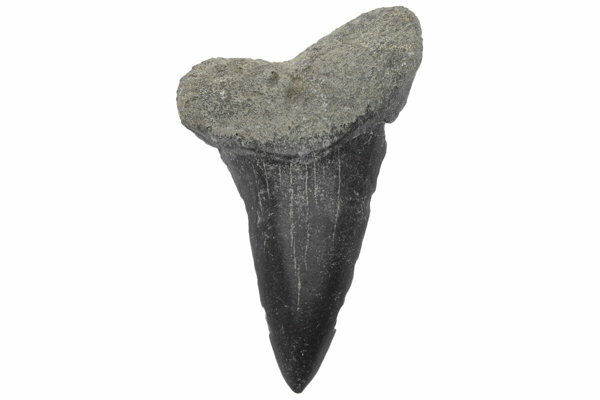Huge! 1.92" Fossil "Mako" Tooth Lee Creek (Aurora), NC (220174) For