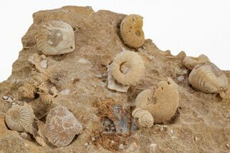 Miniature Fossil Cluster (Ammonites, Brachiopods) - France #219963