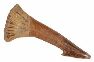 Fossil Sawfish (Onchopristis) Rostral Barb - Morocco #219874