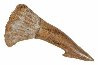Fossil Sawfish (Onchopristis) Rostral Barb - Morocco #219876