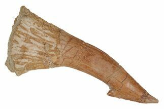 Fossil Sawfish (Onchopristis) Rostral Barb - Morocco #219886