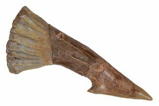 Fossil Sawfish (Onchopristis) Rostral Barb - Morocco #219893