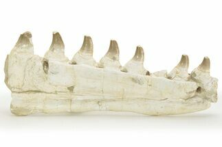 Partial Mosasaur Jaw with Seven Teeth - Morocco #220672