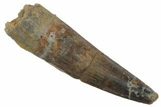 Fossil Spinosaurus Tooth - Real Dinosaur Tooth #220744