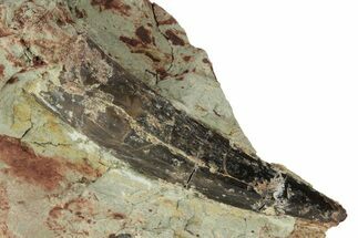 Spinosaurus Tooth In Situ - Dekkar Formation, Morocco #220722