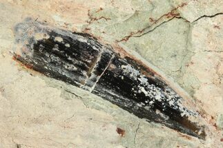 Spinosaurus Tooth In Sandstone - Dekkar Formation, Morocco #220726