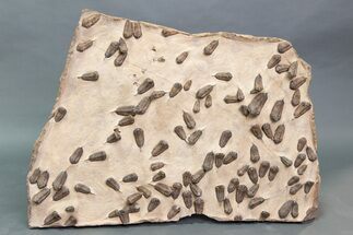 Foot Mortality Plate Of Sokhretia Trilobites - Massive Display! #164746