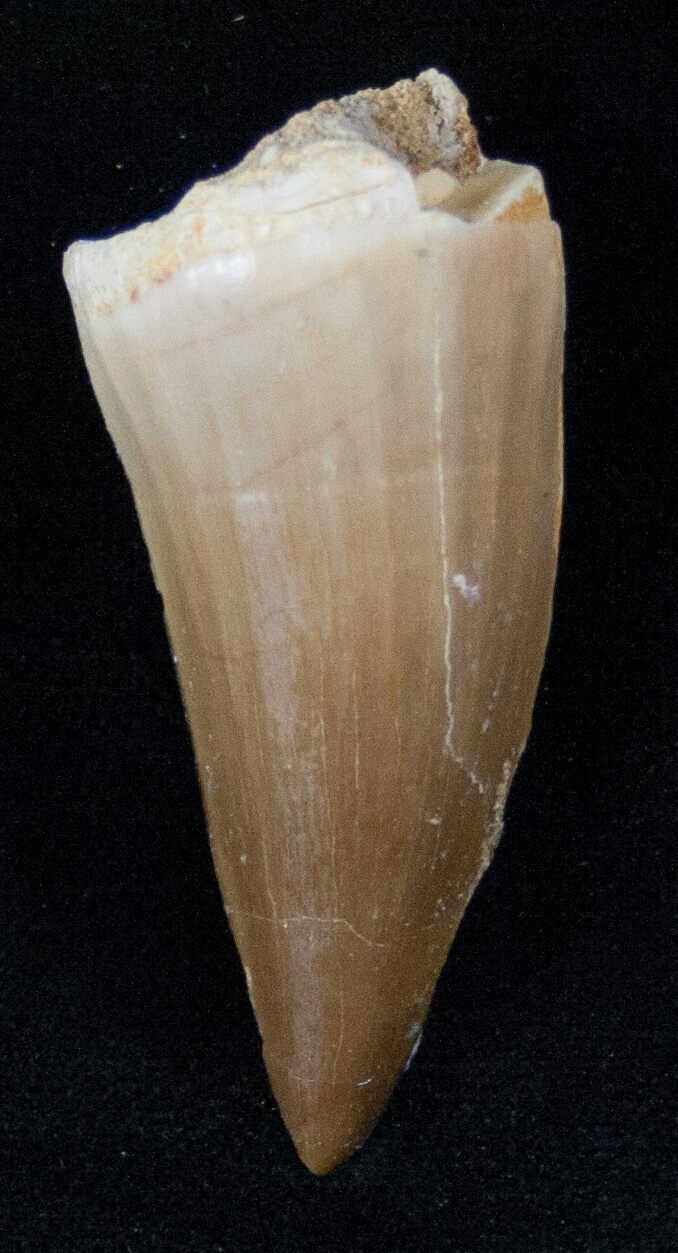 mosasaurus tooth