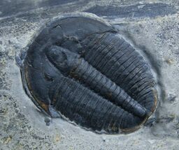 Sweet Elrathia Trilobite In Matrix #907