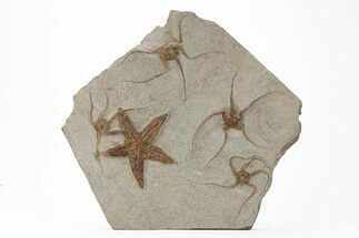 Ordovician Fossil Starfish and Brittle Star Plate - Morocco #221075