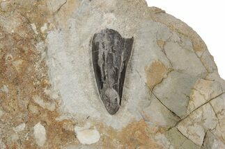 Tyrannosaur Tooth In Sandstone - Two Medicine Formation #221145