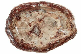 Huge, Polished Petrified Wood Dish ( lbs) - Madagascar #221160