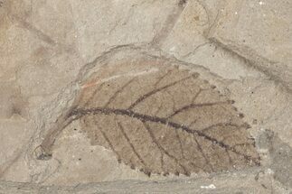 Fossil Leaf (Betula) - McAbee Fossil Beds, BC #221155