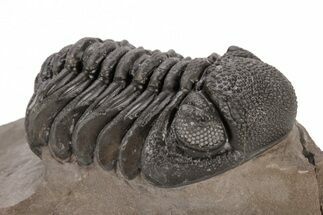 Phacopid (Morocops) Trilobite - Foum Zguid, Morocco #221206