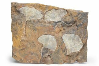 Plate Of Fossil Ginkgo Leaves From North Dakota - Paleocene #221214