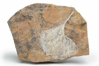 Fossil Ginkgo Leaf From North Dakota - Paleocene #221220