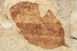 Fossil Leaf (Betula) - McAbee Fossil Beds, BC #221197