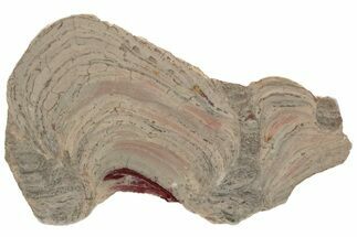 Polished Domal Stromatolite Slab - Western Australia #221460
