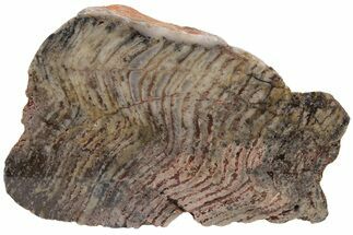 Strelley Pool Stromatolite Section - Billion Years Old #221573