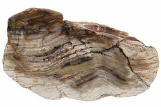 Strelley Pool Stromatolite Section - Billion Years Old #221574