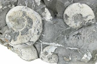Jurassic Ammonite (Kosmoceras) Cluster - England #220687