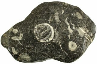 Polished Devonian Fossil Coral Plate - Morocco #221060