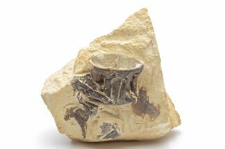 Fossil Fish (Ichthyodectes) Vertebra - Kansas #221390