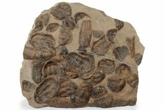 x Mortality Plate Of Large Asaphid Trilobites - Taouz, Morocco #222123