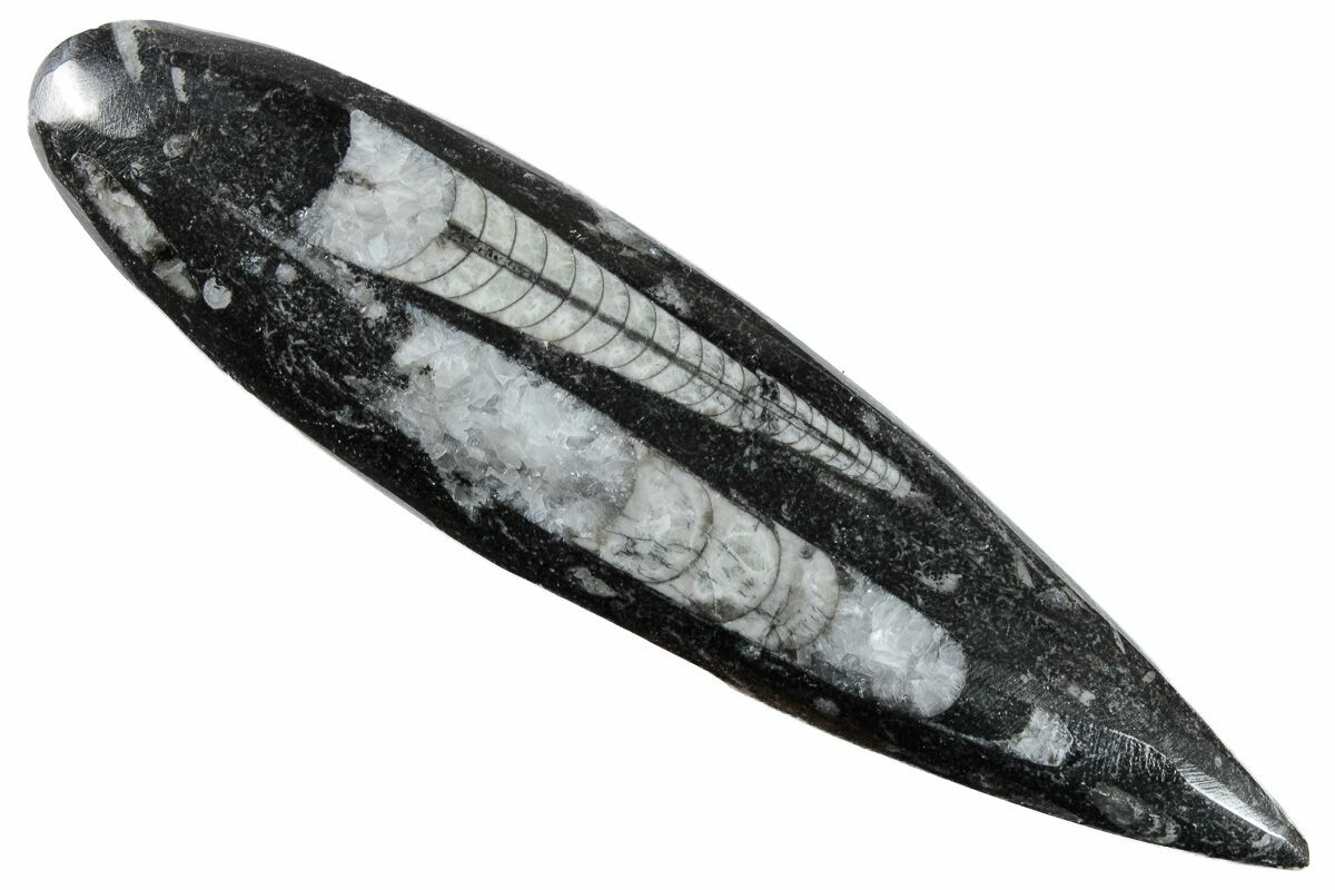 KALIFANO Natural Orthoceras Fossil - 450 Million Year Old Extinct Cephalopod From Morocco