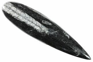 Polished Fossil Orthoceras (Cephalopod) - Morocco #216206