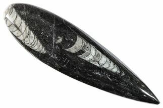 Polished Fossil Orthoceras (Cephalopod) - Morocco #216207
