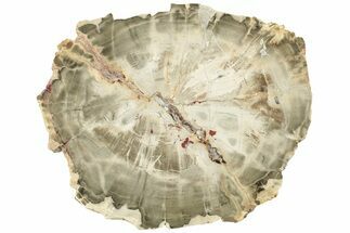 Polished Petrified Wood (Araucarioxylon) Round - Arizona #222135